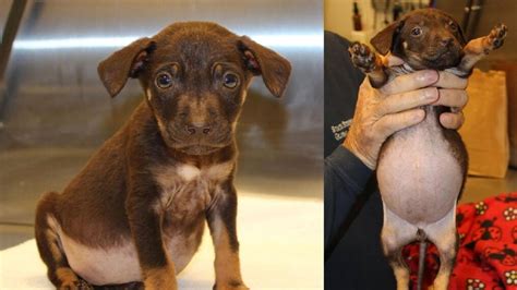 4 years old Brown Labrador mixed with pitbull &183; Brooklyn &183; 1031 pic. . Craigslist pets ri